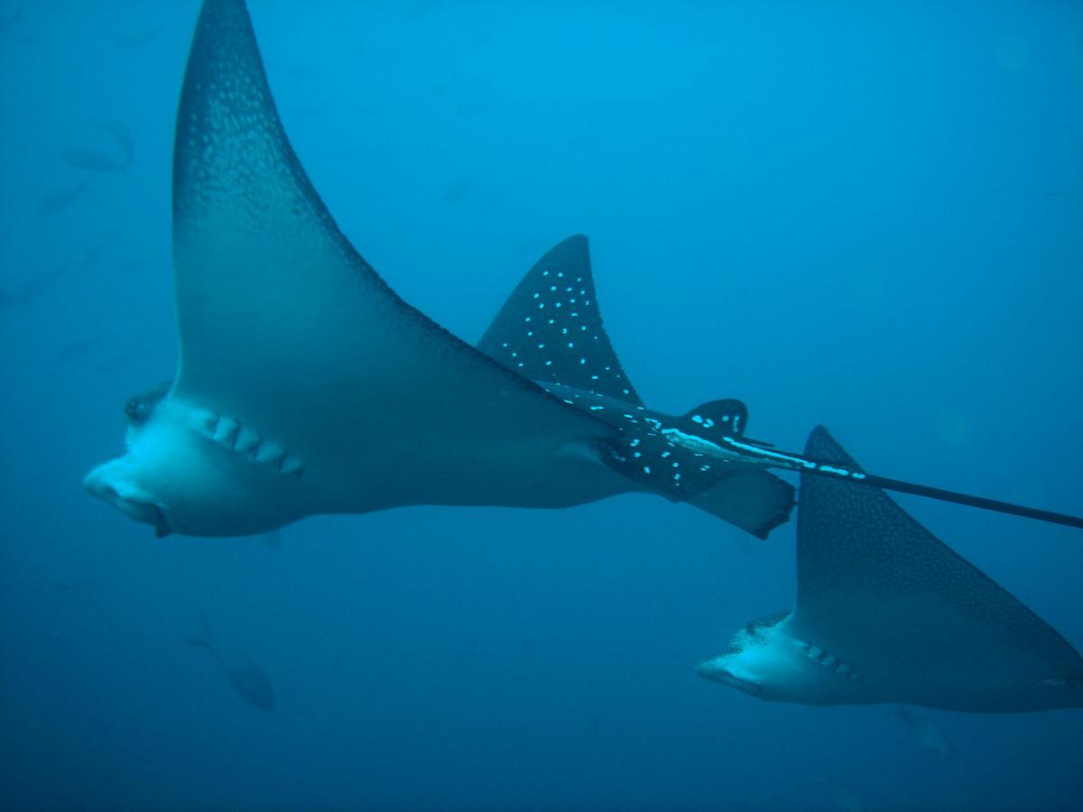 Mantaraya Lodge Puerto López المظهر الخارجي الصورة